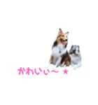 シェルティ ラムとパールの日常③（個別スタンプ：21）