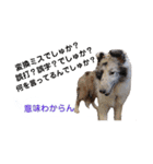 シェルティ ラムとパールの日常③（個別スタンプ：22）