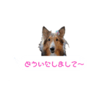 シェルティ ラムとパールの日常③（個別スタンプ：24）