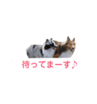 シェルティ ラムとパールの日常③（個別スタンプ：26）