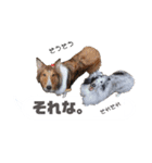 シェルティ ラムとパールの日常③（個別スタンプ：28）