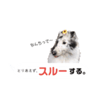 シェルティ ラムとパールの日常③（個別スタンプ：30）