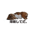 シェルティ ラムとパールの日常③（個別スタンプ：32）