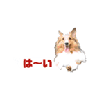 シェルティ ラムとパールの日常③（個別スタンプ：33）