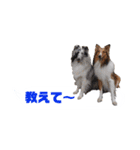 シェルティ ラムとパールの日常③（個別スタンプ：35）