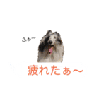 シェルティ ラムとパールの日常③（個別スタンプ：36）