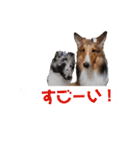 シェルティ ラムとパールの日常③（個別スタンプ：37）