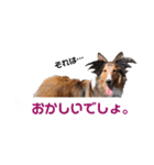シェルティ ラムとパールの日常③（個別スタンプ：39）