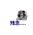 シェルティ ラムとパールの日常③（個別スタンプ：40）