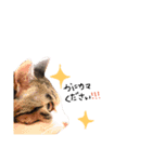 うちのこだょ（個別スタンプ：1）