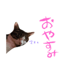 うちのこだょ（個別スタンプ：7）
