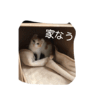 日常会話(猫の代弁)（個別スタンプ：23）