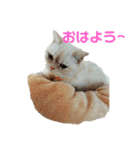 マンチカンのけまりちゃん（個別スタンプ：1）