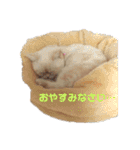 マンチカンのけまりちゃん（個別スタンプ：2）