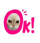 マンチカンのけまりちゃん（個別スタンプ：6）