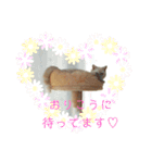 マンチカンのけまりちゃん（個別スタンプ：9）