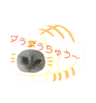 マンチカンのけまりちゃん（個別スタンプ：10）