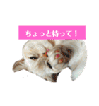 マンチカンのけまりちゃん（個別スタンプ：11）