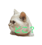 マンチカンのけまりちゃん（個別スタンプ：13）