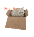 マンチカンのけまりちゃん（個別スタンプ：14）