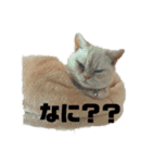 マンチカンのけまりちゃん（個別スタンプ：16）