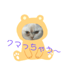 マンチカンのけまりちゃん（個別スタンプ：17）