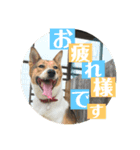 プクちゃん可愛い（個別スタンプ：1）