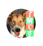 プクちゃん可愛い（個別スタンプ：2）