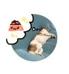 プクちゃん可愛い（個別スタンプ：8）
