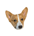 ホクトの犬（個別スタンプ：1）