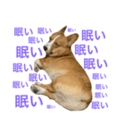 ホクトの犬（個別スタンプ：2）