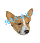 ホクトの犬（個別スタンプ：3）
