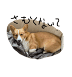 ホクトの犬（個別スタンプ：4）