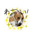 ホクトの犬（個別スタンプ：5）