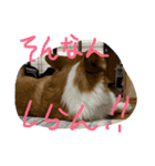 ホクトの犬（個別スタンプ：6）