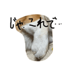ホクトの犬（個別スタンプ：7）