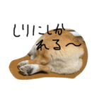 ホクトの犬（個別スタンプ：8）