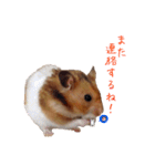 ころとベーコンの日常スタンプ（個別スタンプ：5）