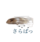 ころとベーコンの日常スタンプ（個別スタンプ：7）