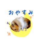ころとベーコンの日常スタンプ（個別スタンプ：8）