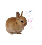 ころとベーコンの日常スタンプ（個別スタンプ：9）