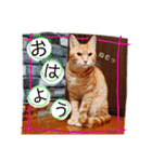 子猫ルナの使える日常会話②（個別スタンプ：1）