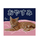 子猫ルナの使える日常会話②（個別スタンプ：2）
