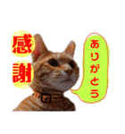 子猫ルナの使える日常会話②（個別スタンプ：3）