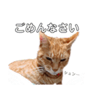 子猫ルナの使える日常会話②（個別スタンプ：4）