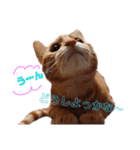 子猫ルナの使える日常会話②（個別スタンプ：6）