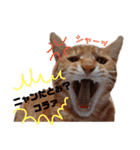 子猫ルナの使える日常会話②（個別スタンプ：8）