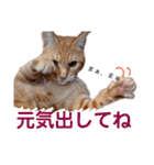 子猫ルナの使える日常会話②（個別スタンプ：11）