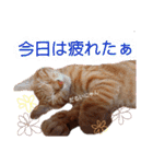 子猫ルナの使える日常会話②（個別スタンプ：12）