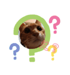 子猫ルナの使える日常会話②（個別スタンプ：13）